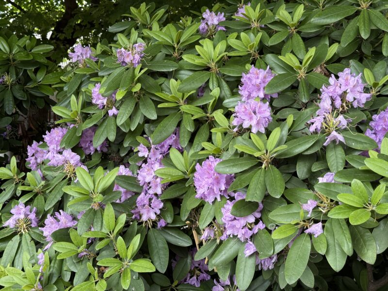 Rhododendron in Pankow